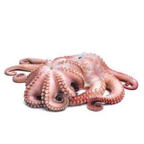 Oktopus Pulpo Blume